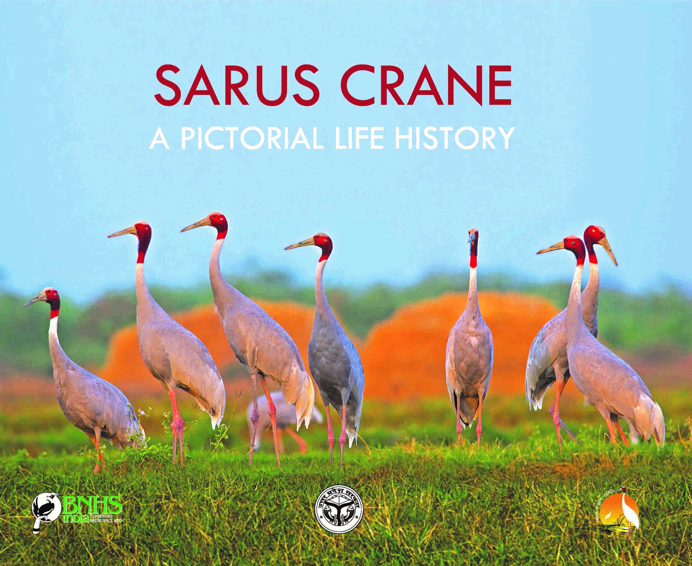 sarus-crane-a-pictorial-life-history